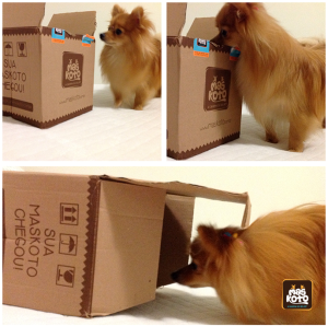 cao,dog,pitchula,maskoto