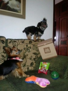 cao,juliachico,maskoto