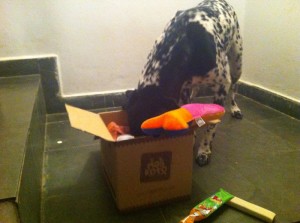 cao,maskoto,caixinha