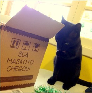 cat,maskoto,zeastolfo