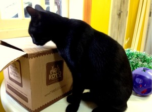 cat,zeastolfo,maskoto