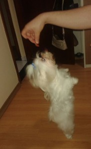 cindy,petisco,maskoto