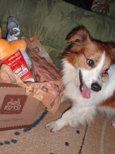 dog,beethoven,maskoto