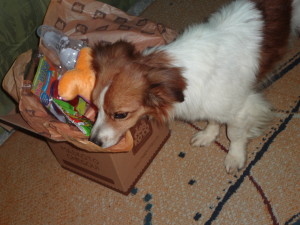 dog,beethoven,petisco