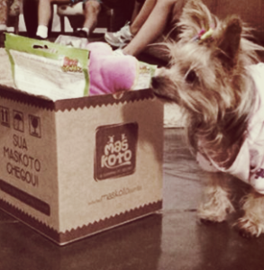 dog,jennifer,maskoto