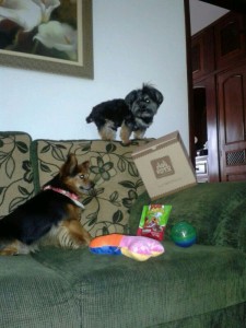 dogs,juliachico,maskoto