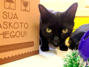 gato,zeastolfo,bolaguizo