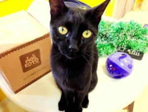 gato,zeastolfo,maskoto