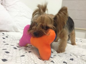 pipa, pelucia,maskoto