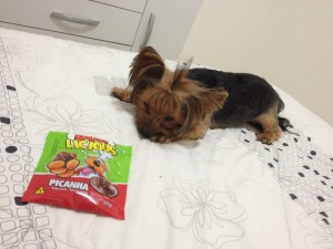 pipa, petisco,maskoto