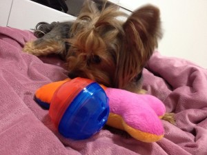 pipa,brinquedos,maskoto