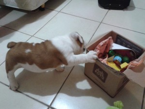 dartagnan,cao,maskoto