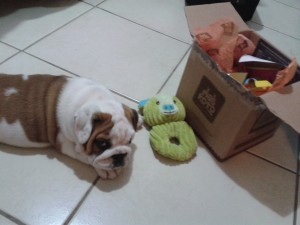 dartagnan,dog,maskoto