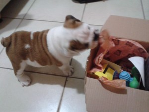 dog,dartagnan,maskoto