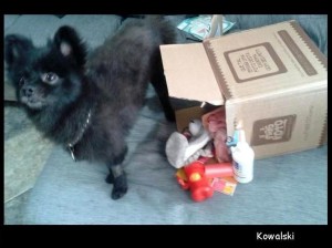 kowalski,dog,maskoto