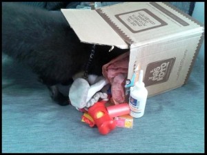 kowalski,maskoto,dog