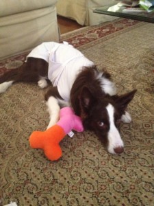 Sandy,maskoto,pelucia