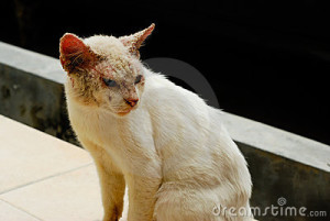 doençapele,cat,maskoto