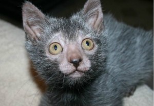 gato,filhote,maskoto