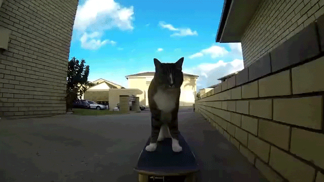 gato,skate,maskoto