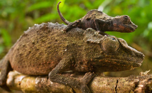 maskoto,animais,blog (12)