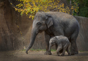 maskoto,animais,blog (15)