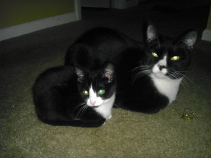 maskoto,animais,blog (17)