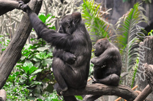 maskoto,animais,blog (29)