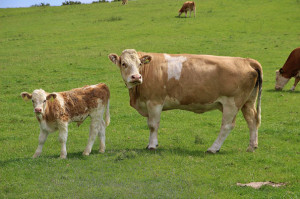 maskoto,animais,blog (31)