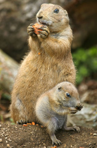 maskoto,animais,blog (5)