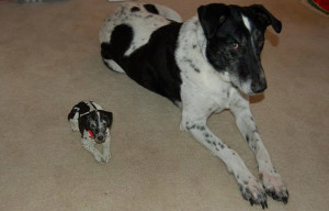 maskoto,animais,blog (7)