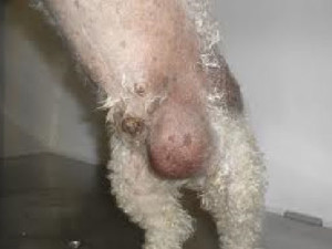 maskoto,cancer,testiculo