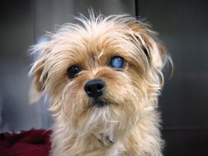 maskoto,cao,catarata