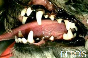 maskoto,cao,tratamento