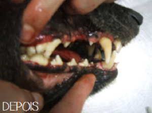 maskoto,dente,tratamento,cao