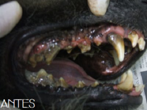 maskoto,dente,tratamento,cao