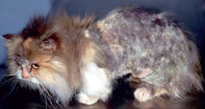 maskoto,gato,cao,doençapele