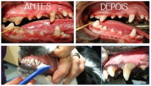 maskoto,dente,tratamento