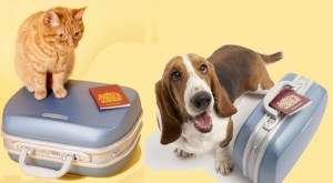 maskoto,passaporte,cao,gato