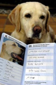 maskoto,passaporte,dog