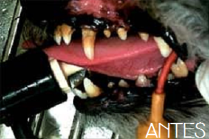 maskoto,tratamento,cao