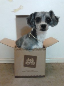 pepita,maskoto,caixinha