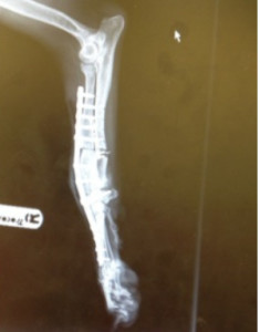 sandy,cirurgia,maskoto