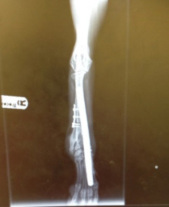 sandy,cirurgia,maskoto,dog