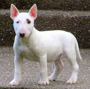 BullTerrier,blog,maskoto
