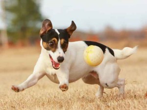 JackRusselTerrier,blog,maskoto