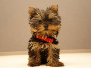 YorkshireTerrier, blog,maskoto