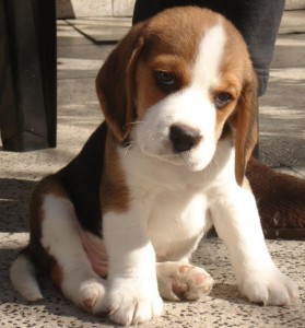 beagle,blog,maskoto