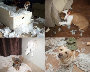 caesaprontam,maskoto