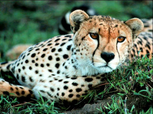 chita,ronronar,maskoto